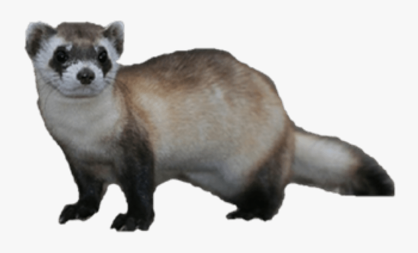 Ferret Png Transparent Black Footed Ferret Png Png Download Transparent Png Image Pngitem