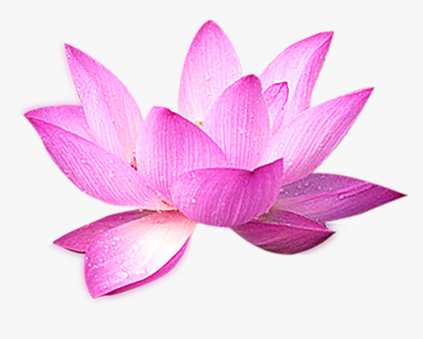 Nelumbo Nucifera Computer File - Лотос Png, Transparent Png