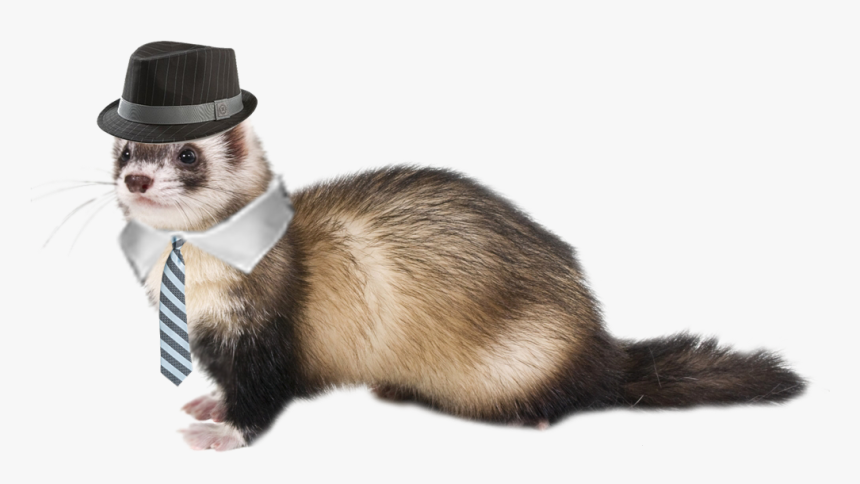 Battle For Corn Chips Wiki - Weasel Transparent, HD Png Download