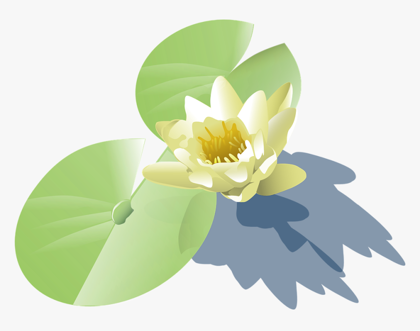 Lily, Lotus, Water Lily, Leaves, Blossom, White, Flower - Water Plant Vector Png, Transparent Png