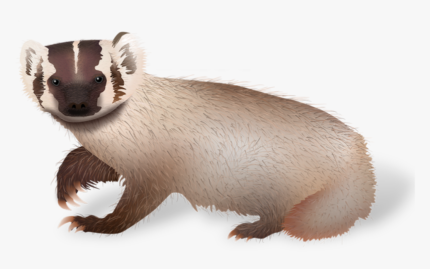 Uwpa On Social Media - Weasel, HD Png Download