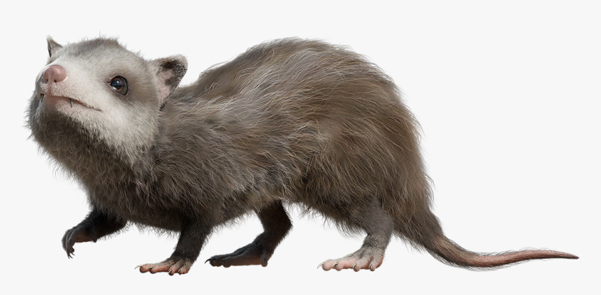 Mammal Png Clipart - Walking With Dinosaurs Alphadon, Transparent Png