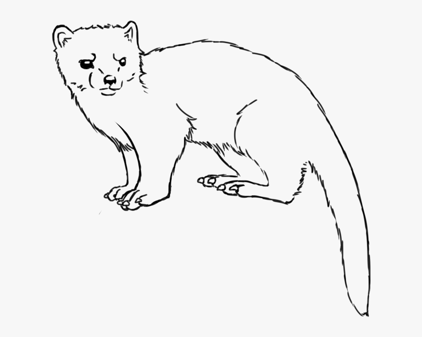 Collection Of Free Weasel Drawing Download On Ui Ex - Drawing Weasel, HD Png Download