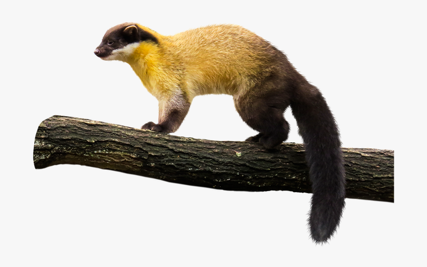Animal, Marten, Yellow Throated Marten, Predator, Wild - Yellow Throated Marten Transparent, HD Png Download