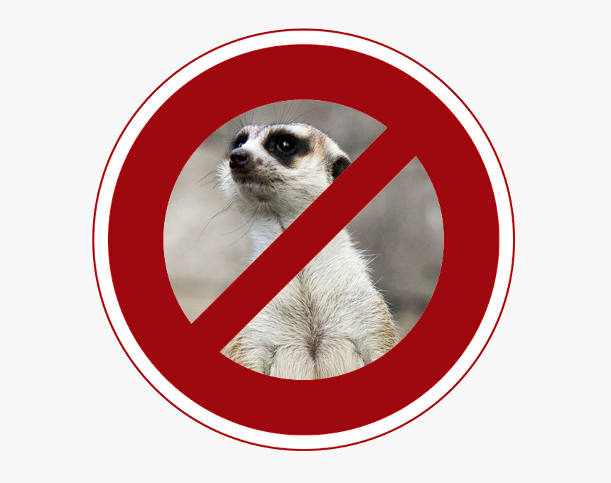 Meerkat, HD Png Download