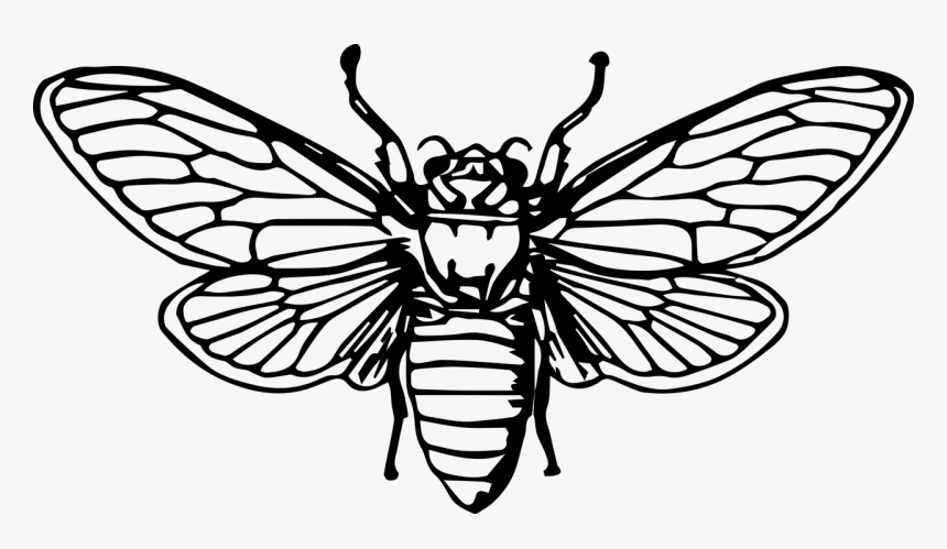 Death's Head Moth Drawing, HD Png Download