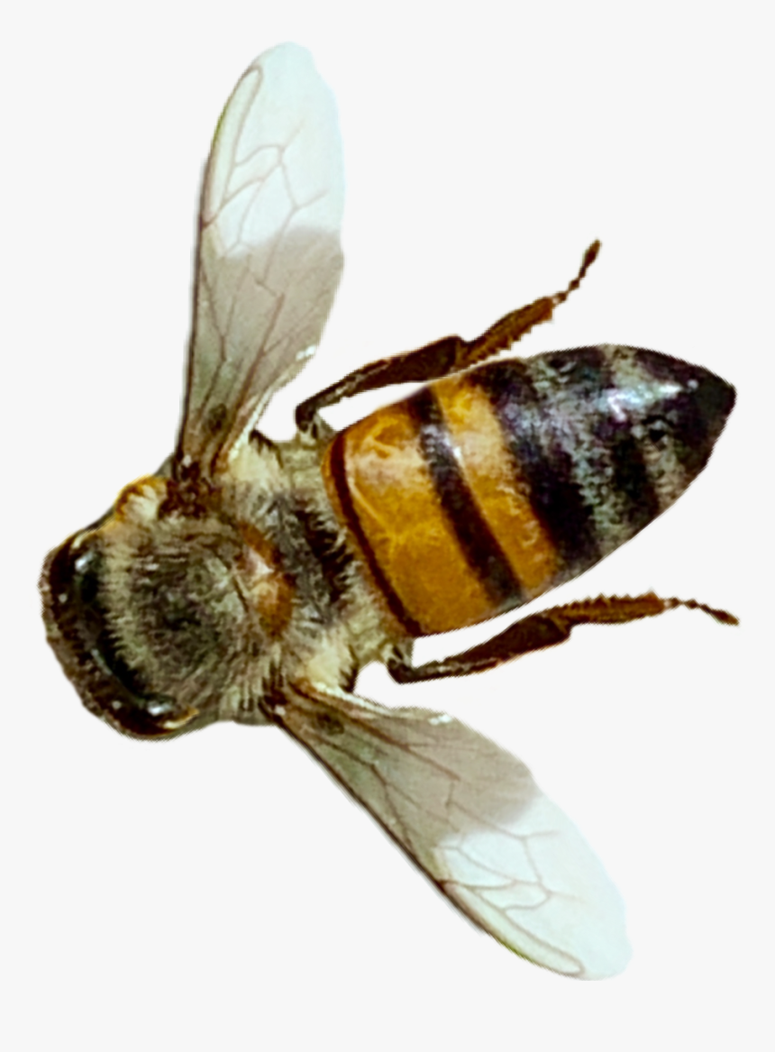 #insect #bee #honeybee #nature #realistic Op From The - Net-winged Insects, HD Png Download