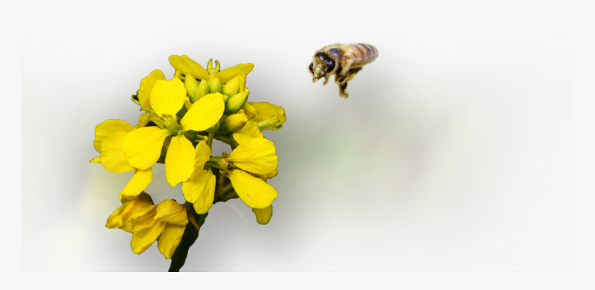 Honey Bee - Honeybee, HD Png Download