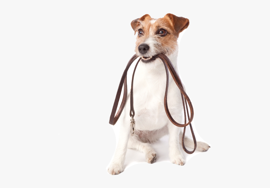 Pet Sitting Dog Walking Dog Daycare - Dog Walk White Background, HD Png Download