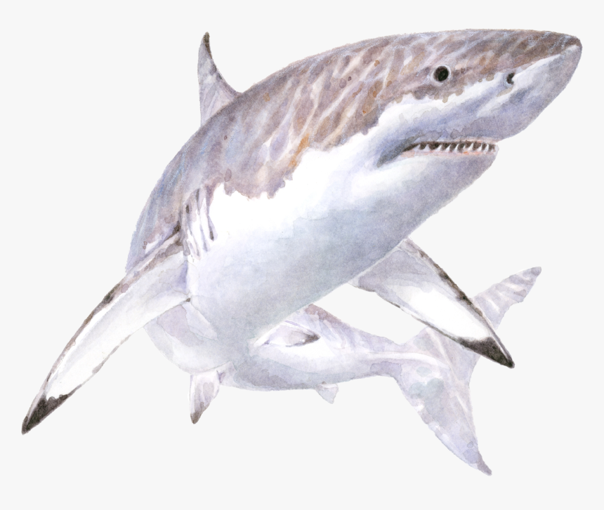 Transparent Great White Shark Clipart - Tiburón Blanco Sin Fondo, HD Png Download