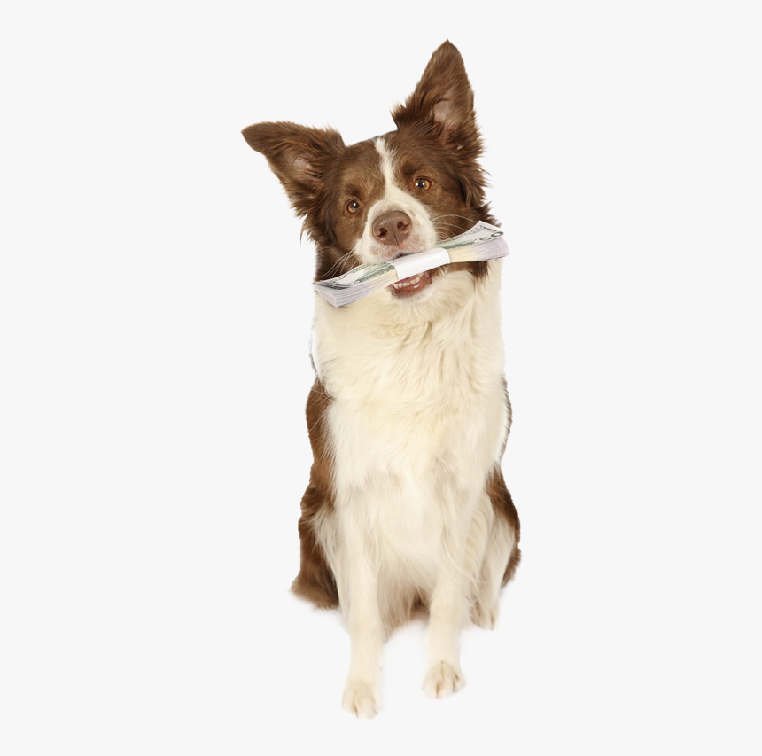 Dog, HD Png Download