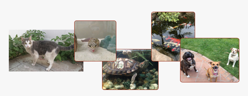 Gopher Tortoise, HD Png Download