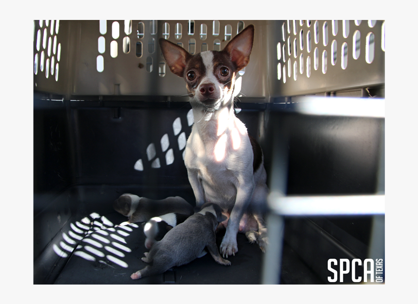 20180315 Local Cbs Puppy Mill 2 
 Class Img Responsive - Chihuahua, HD Png Download