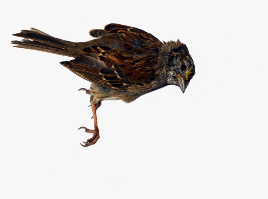 House Sparrow, HD Png Download