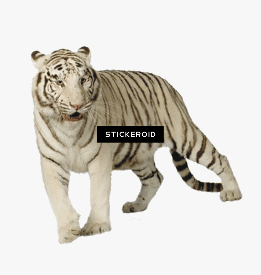 White Tiger Png - Tiger Png Download Hd, Transparent Png