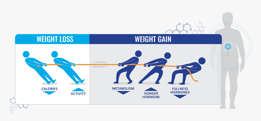 Obesity Hormones, HD Png Download
