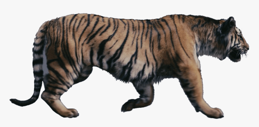 Tigers Were Talking Beasts In Narnia - Chronicles Of Narnia Tiger, HD Png Download