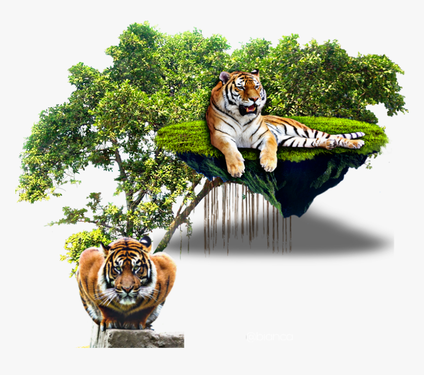 #pic #tiger #picsart #picsartphoto #picsarteffects - Tropical Rainforest Trees Png, Transparent Png