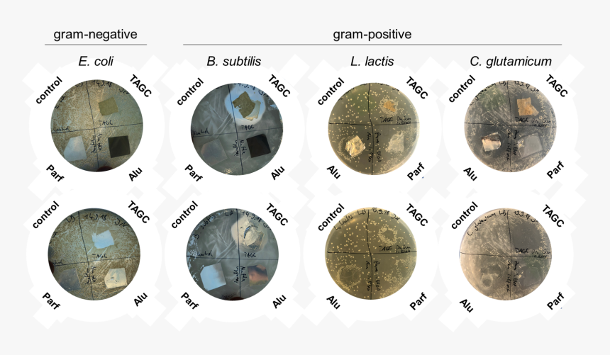 Transparent Blank Coin Png - Circle, Png Download