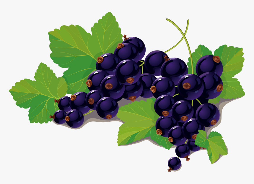 Blueberry Vector - Black Currant Fruit Leaf Png, Transparent Png