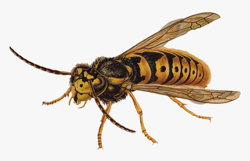 Wasp, HD Png Download