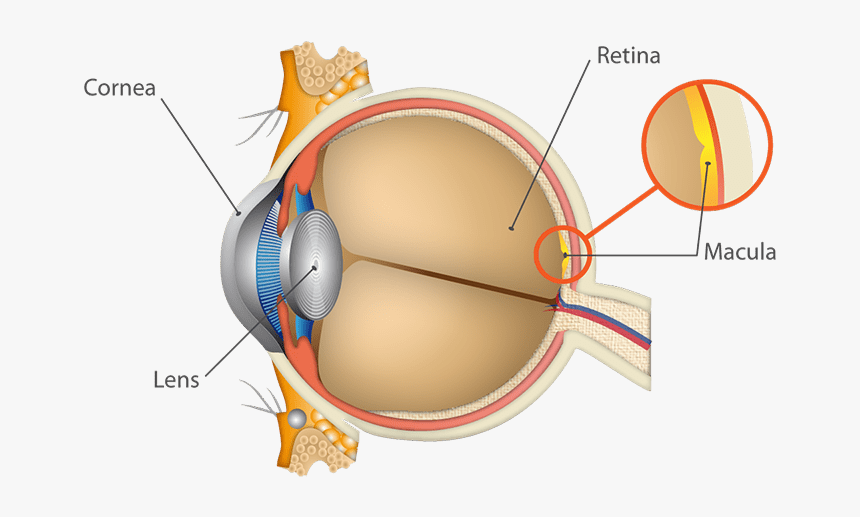 Anatomy Of The Eyes Detail, HD Png Download