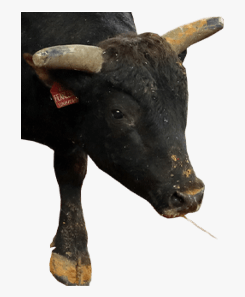 Bull, HD Png Download