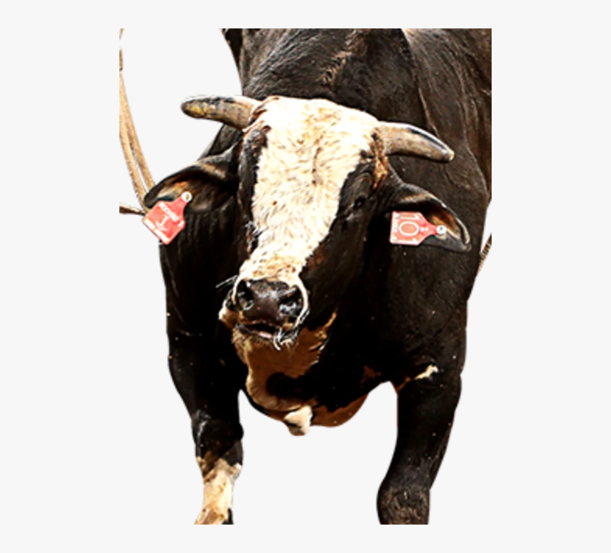 Bull, HD Png Download