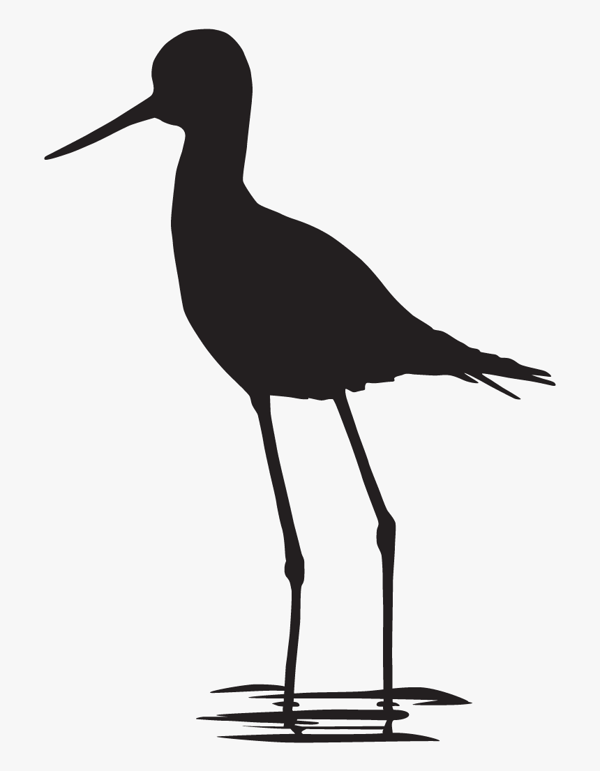 Coloring Book Black And White Bird Crocodile Paint - Shorebird, HD Png Download