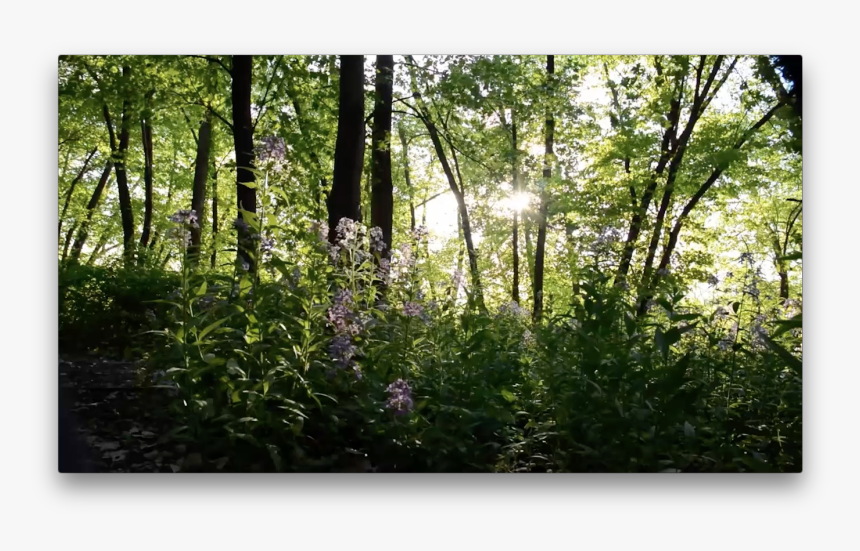 Old-growth Forest, HD Png Download