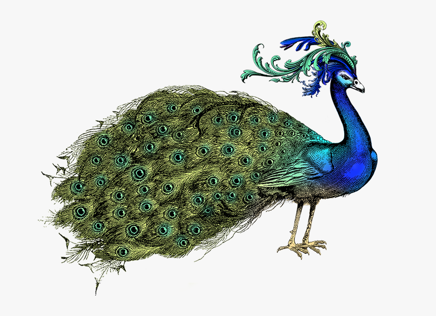 Peacock - Peafowl, HD Png Download