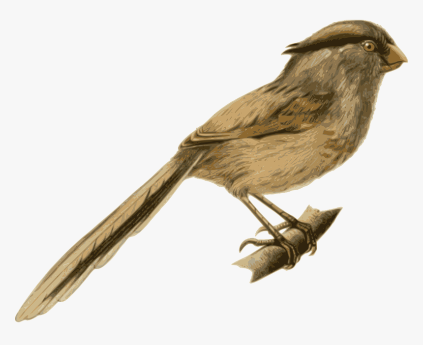 Bird Feathers Animal Free Photo - Feather Covered Animals Png, Transparent Png