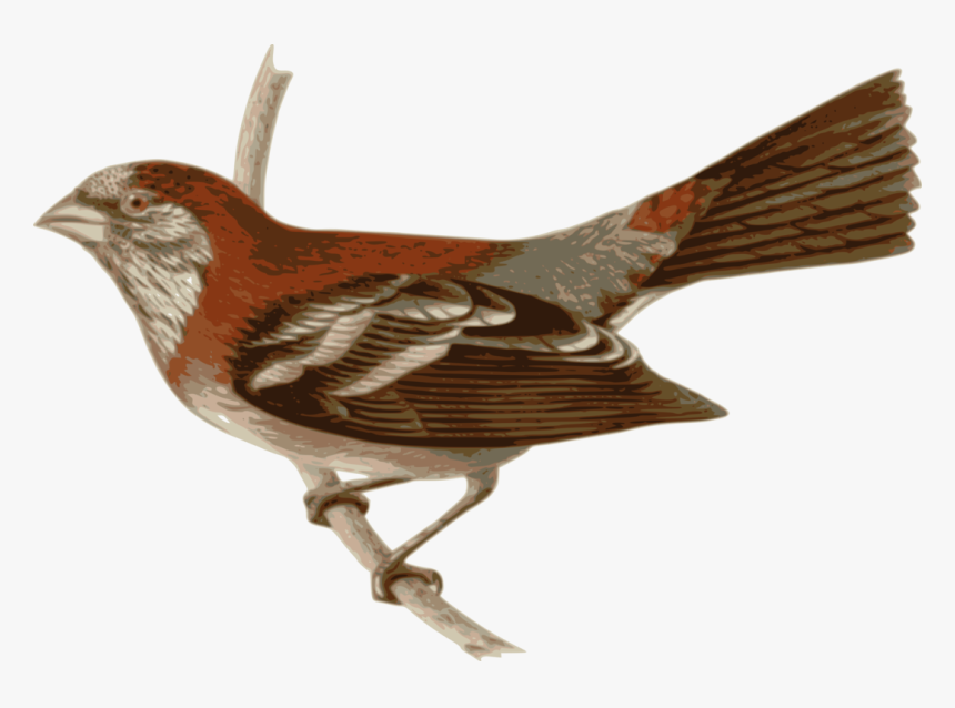 Perching Bird,wren,bird - Tailorbird Png, Transparent Png