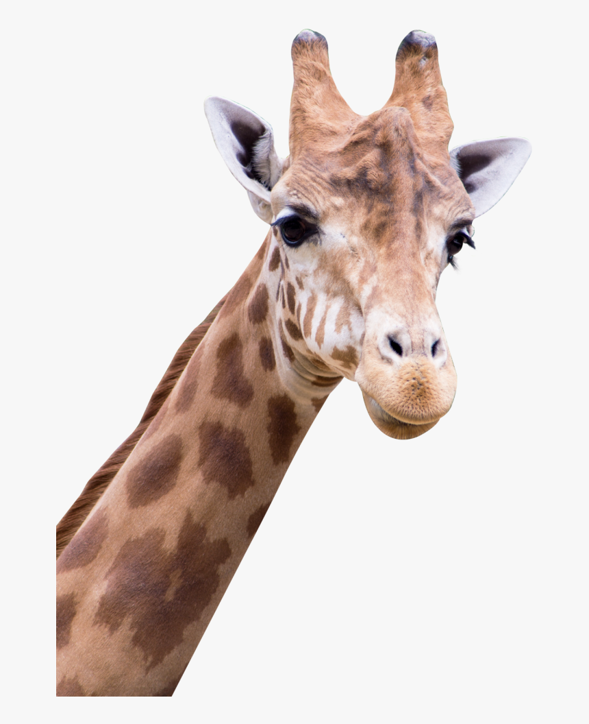 Giraffe Png Transparent Image - Amine Good For You, Png Download