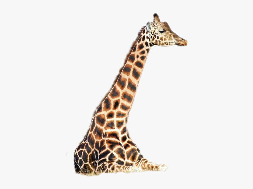 Giraffe Png Image - Giraffidae, Transparent Png