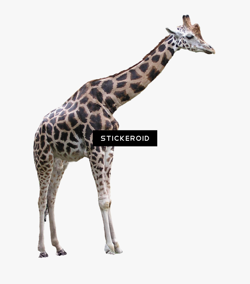 Giraffe , Png Download - Transparent Background Transparent Giraffe, Png Download