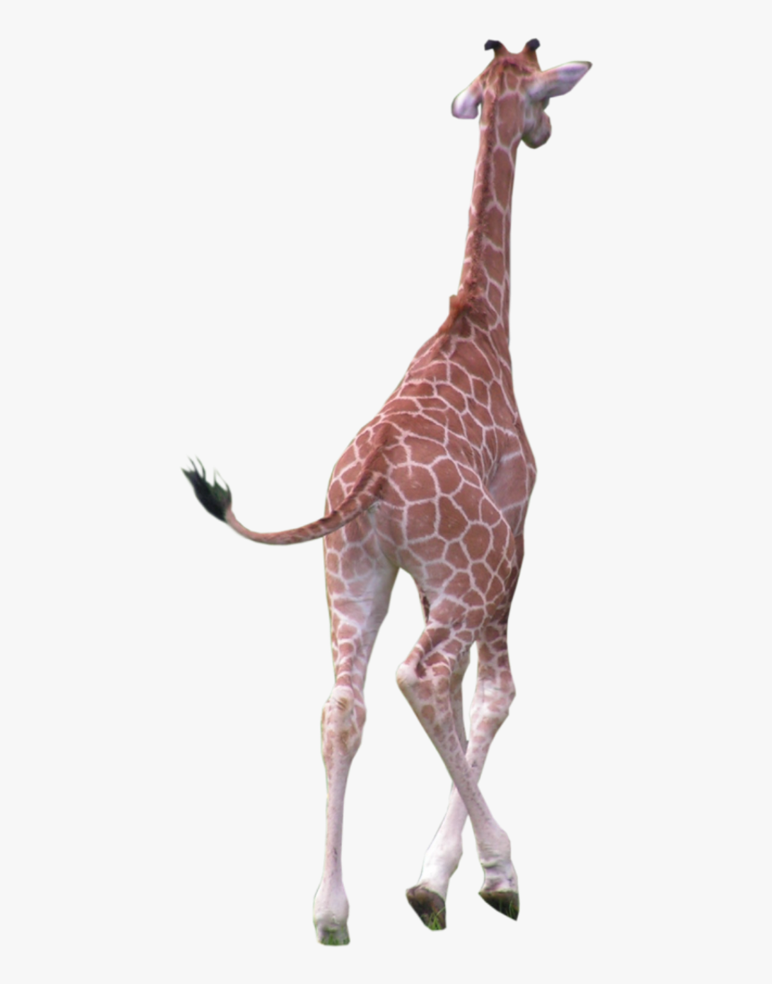 Clip Art Freetoedit Sticker By Chris - Giraffe Running Png, Transparent Png