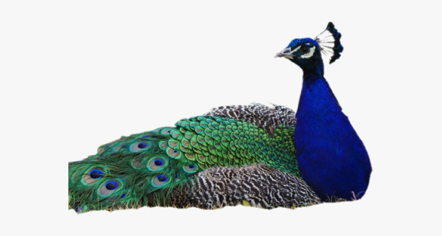 Peacock Png Transparent Images - Peacock Images Without Background, Png Download
