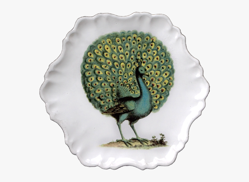 John Derian Peacock Print, HD Png Download