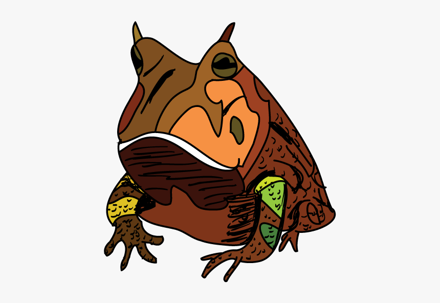 Drawing Amazon Horned Frog, HD Png Download