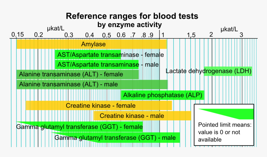 Reference Ranges For Blood Tests - Enzyme Blood Test, HD Png Download