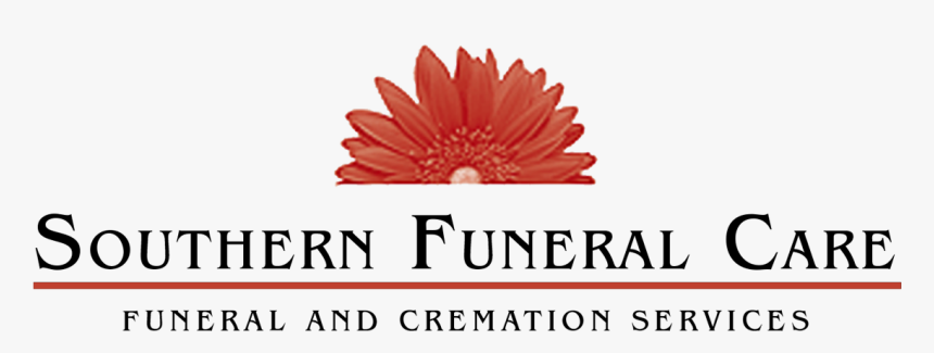 Barberton Daisy, HD Png Download