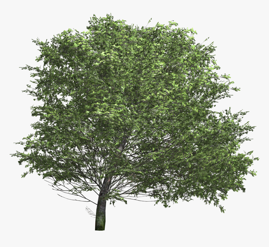 Verde Arbusto Vetor, HD Png Download