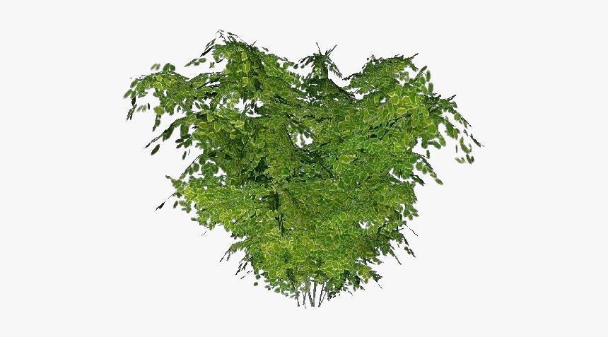 Matojos 3d Arbusto Acca Software Arbusti Png Transparent Png Transparent Png Image Pngitem