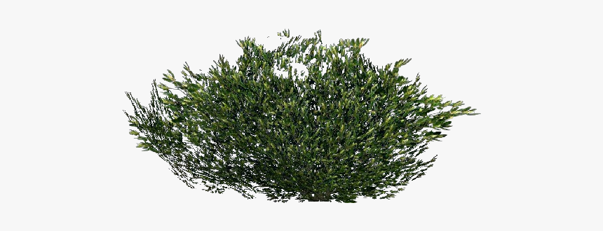 Arbusto 3d - Arbusto - Acca Software - Arbustos Png, Transparent Png