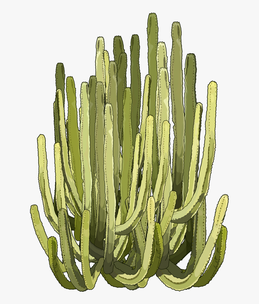 Euphorbia Png, Transparent Png