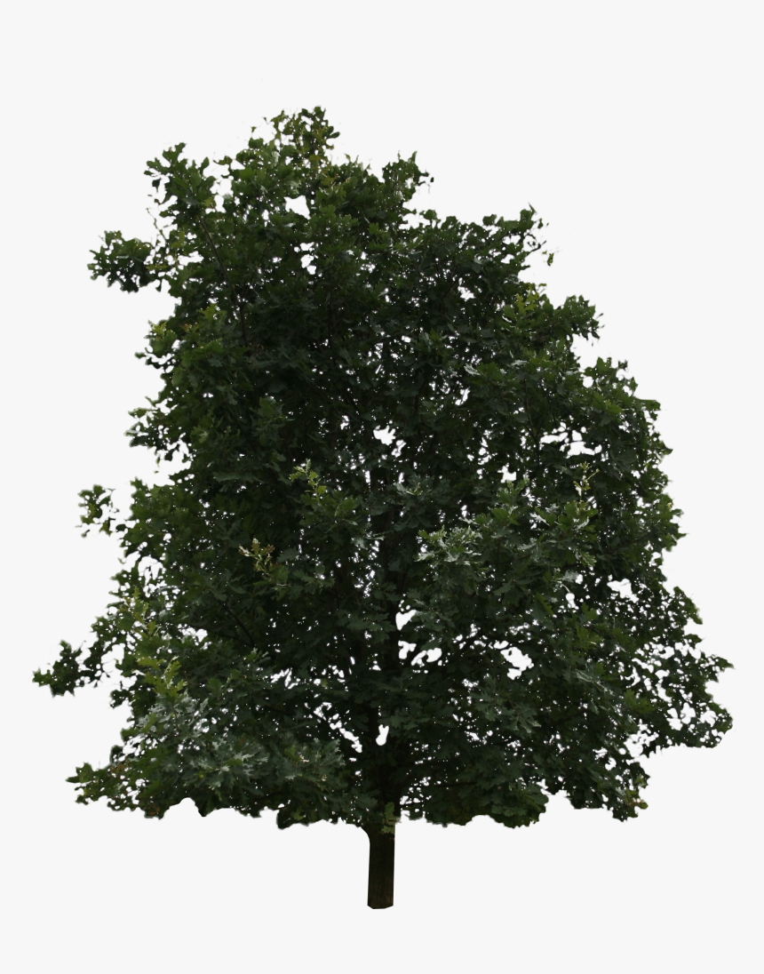 Arbusto Png, Transparent Png