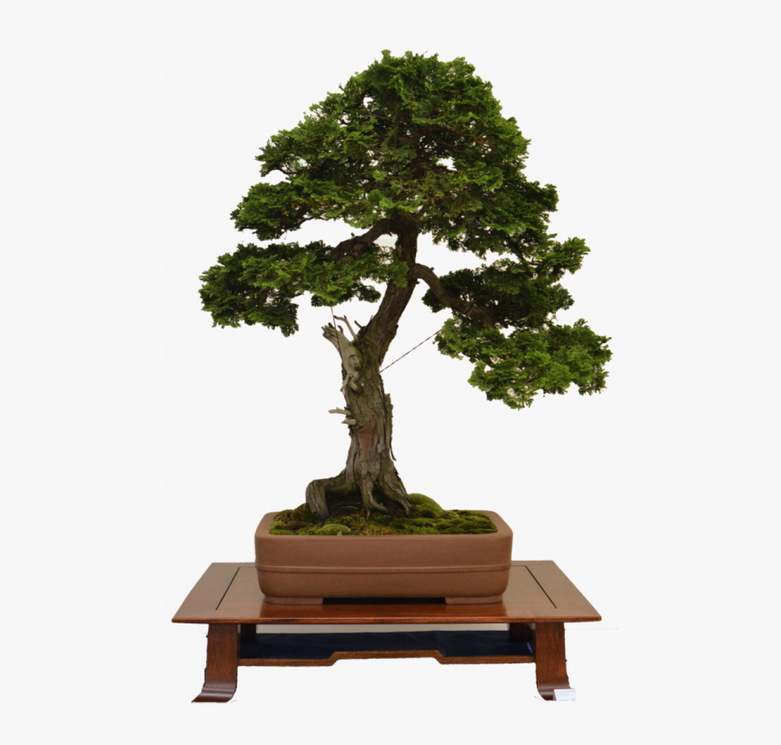 Sageretia Theezans, HD Png Download