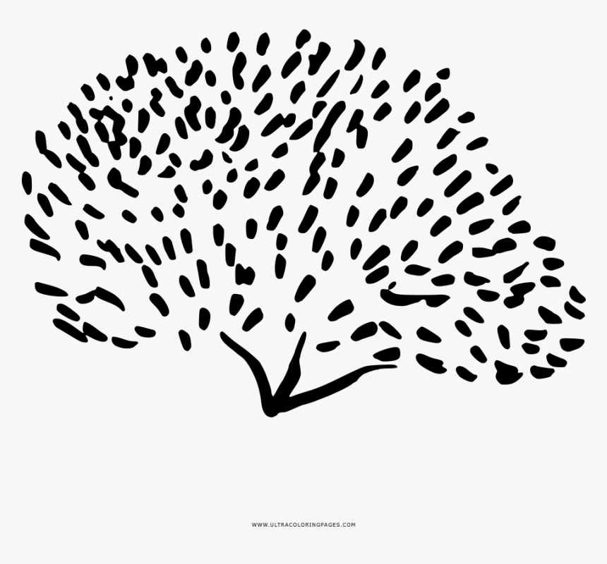 Arbusto Página Para Colorear - Line Art, HD Png Download