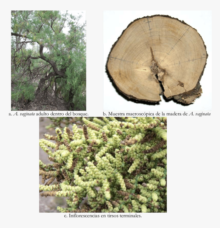 Mexican Pinyon, HD Png Download